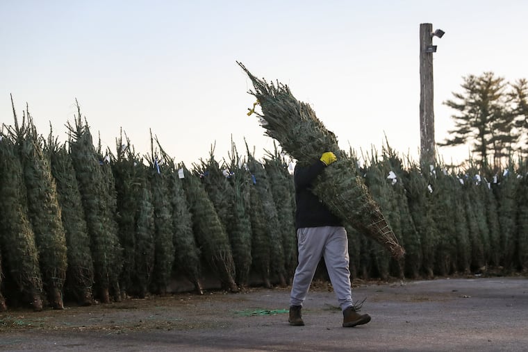 Philadelphia-area Christmas tree farms, including Yeager's Farm & Market in Phoenixville, are anticipating their busiest weekend of the season Dec. 7 and 8.