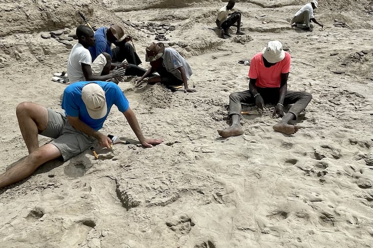 A trackway of footprints hypothesized to have been created by a Paranthropus boisei individual.