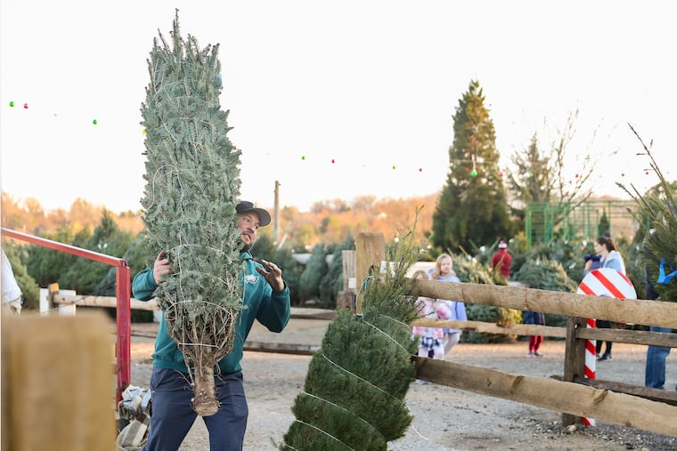 Sean Bond helps prepare Christmas trees for customers at Yeager's Farm in Phoenixville in 2022.