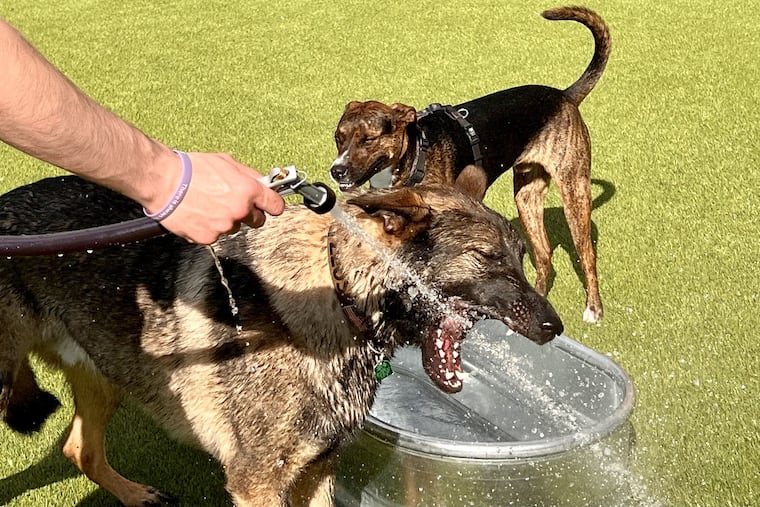 Dogs enjoy some hose-spray play from a "bark ranger" at Bark Social's Philadelphia location on its opening day, April 17, 2023.